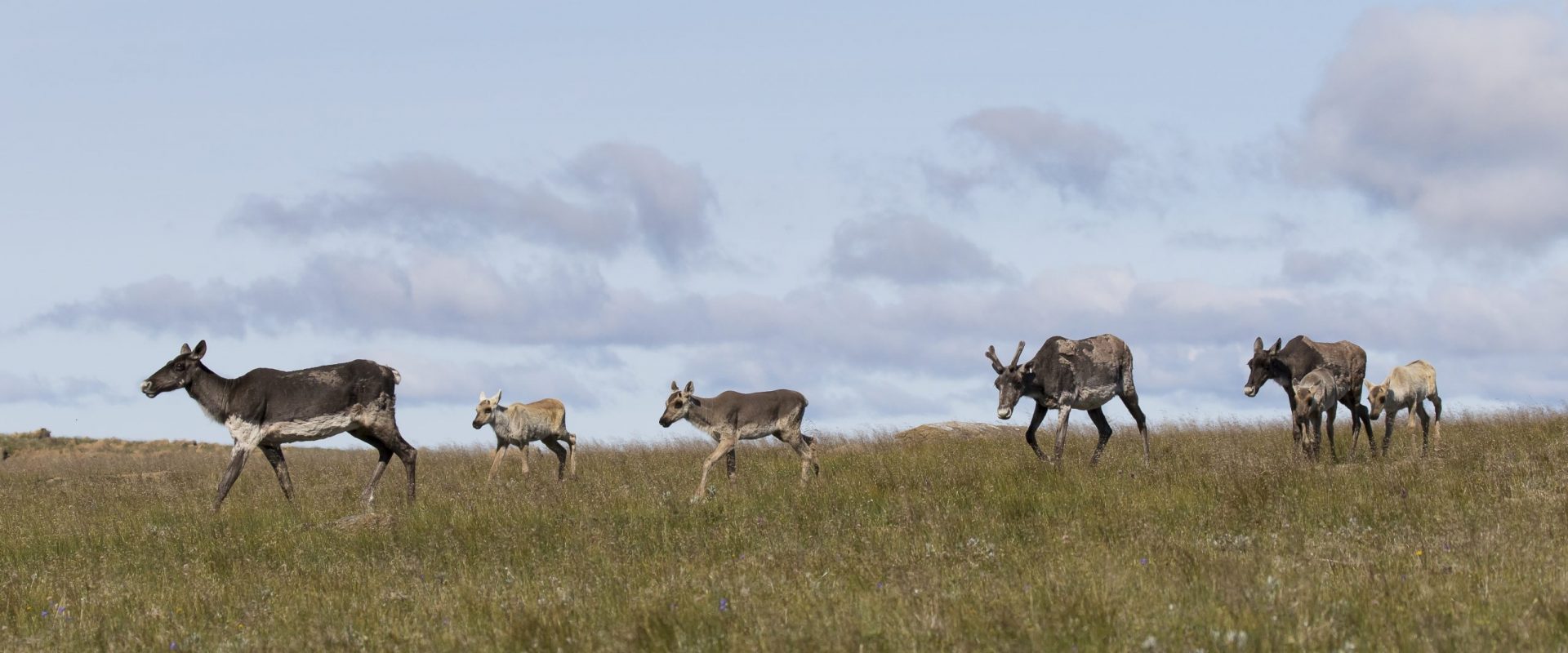 photo de caribous de la Gaspésie