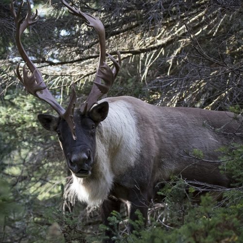 PH-WEB-caribou-forestier-hugues-deglaire-v3