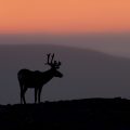 silhouette de caribou dans le crépuscule