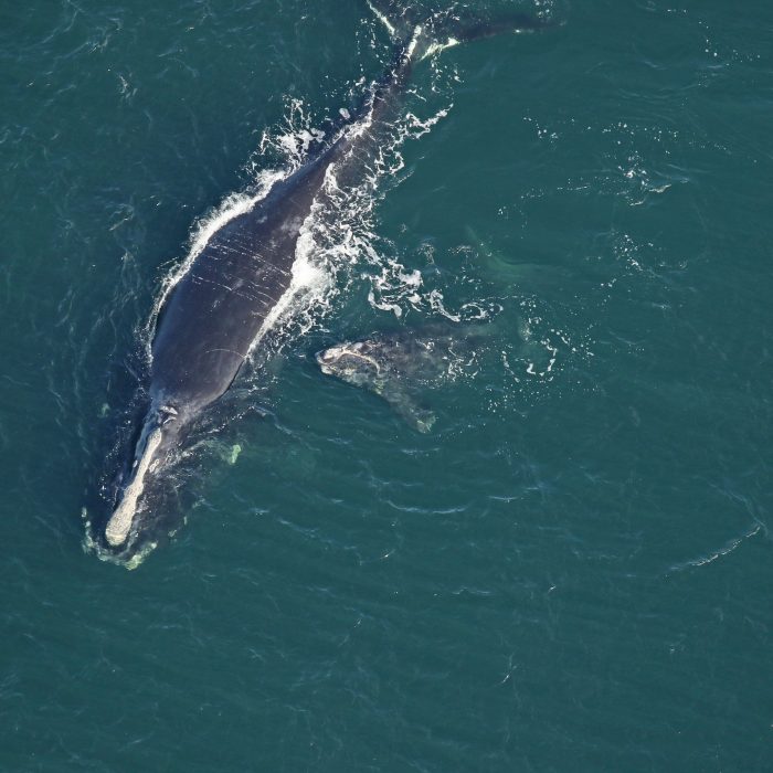 baleine noire de l'atlantique nord