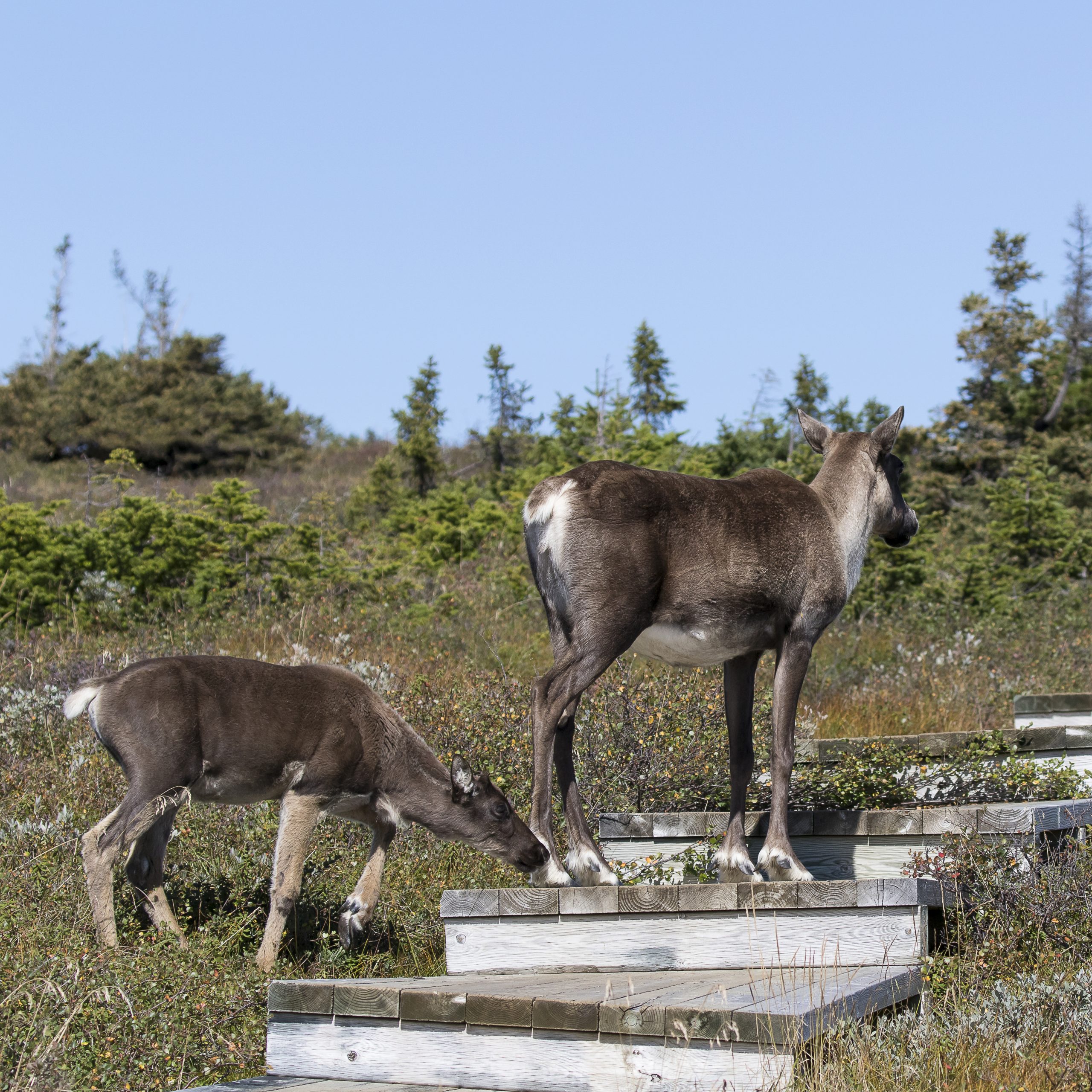 Caribous dans le Parc national de la Gaspésie