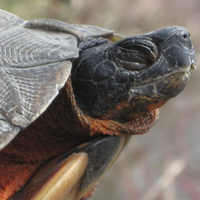 Tortue des bois, crédit photo : Valérie Brillant-Blais
