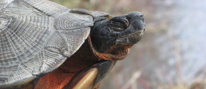 Tortue des bois, crédit photo : Valérie Brillant-Blais