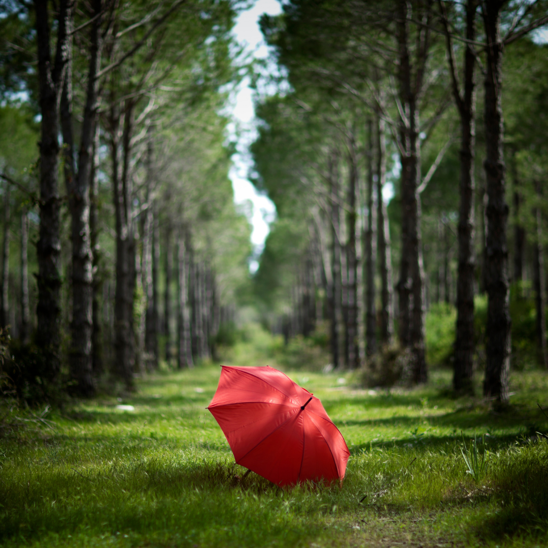 Parapluie dans une forêt