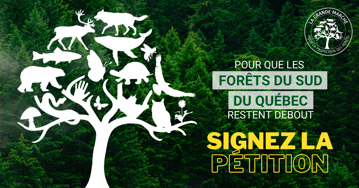 Communiqué - Lancement d'une pétition en appui aux demandes citoyennes  pour la protection des forêts québécoises