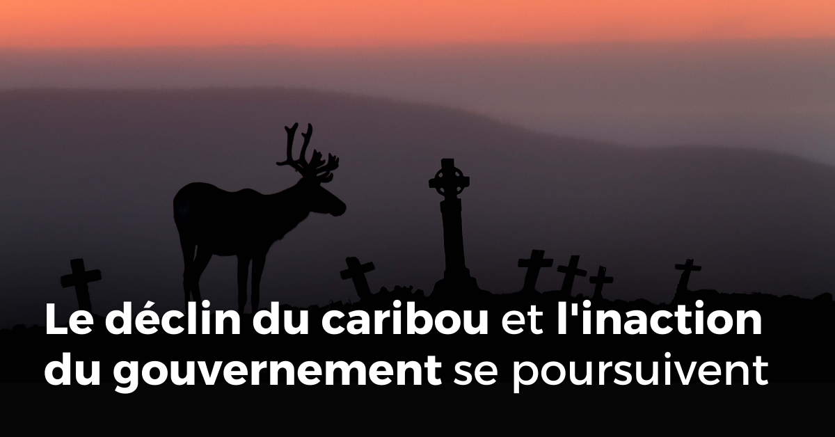 Communiqué - Réaction de Nature Québec aux derniers inventaires de caribous Le déclin du caribou et l’inaction gouvernementale se poursuivent