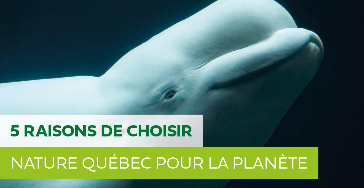 5 raisons de choisir Nature Québec pour la planète