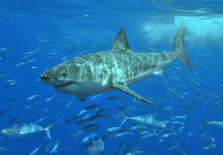 Requin Riviere Le requin du fleuve St-Laurent : 5 choses à savoir : Nature Québec
