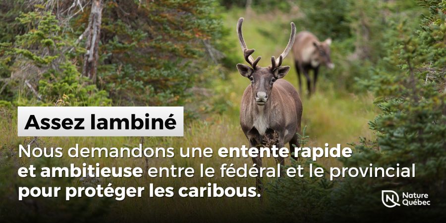 « Assez lambiné » : Nature Québec demande une entente rapide et ambitieuse entre le fédéral et le provincial pour protéger les caribous.
