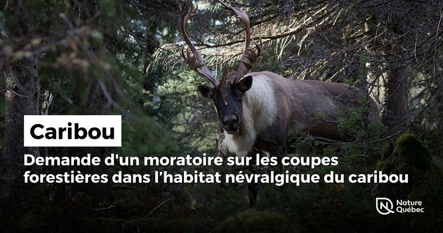Nature Québec demande un moratoire sur les coupes forestières dans l’habitat névralgique du caribou