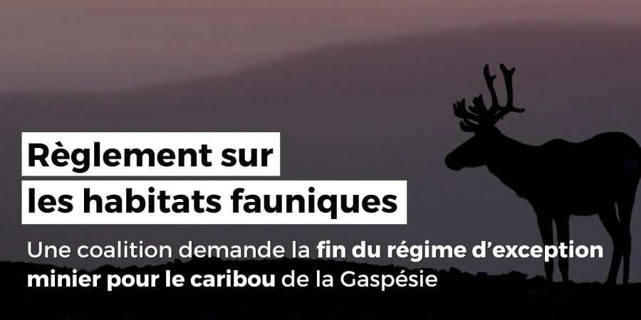 Règlement sur les habitats fauniques :  Une coalition demande la fin du régime d’exception minier pour le caribou de la Gaspésie