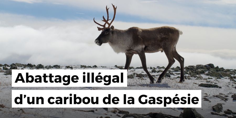 Abattage illégal d’un caribou de la Gaspésie : Chaque caribou en moins les rapproche de l’extinction, dit Nature Québec