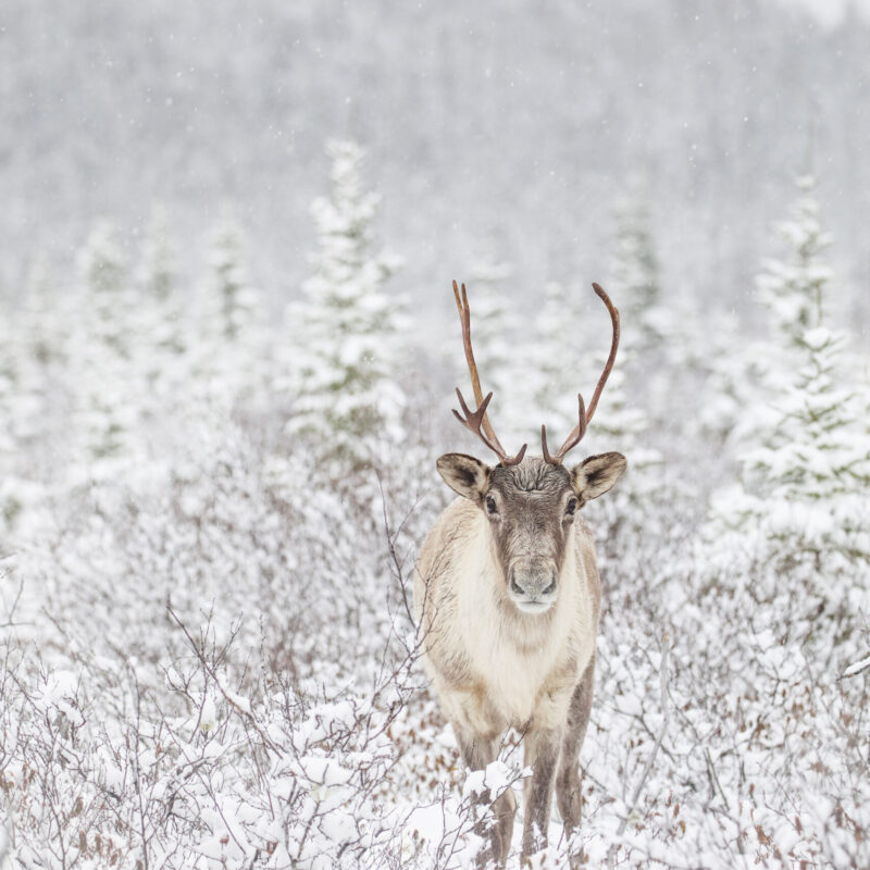 Caribou dans un décor enneigé. Photographie : Jean-Simon Bégin