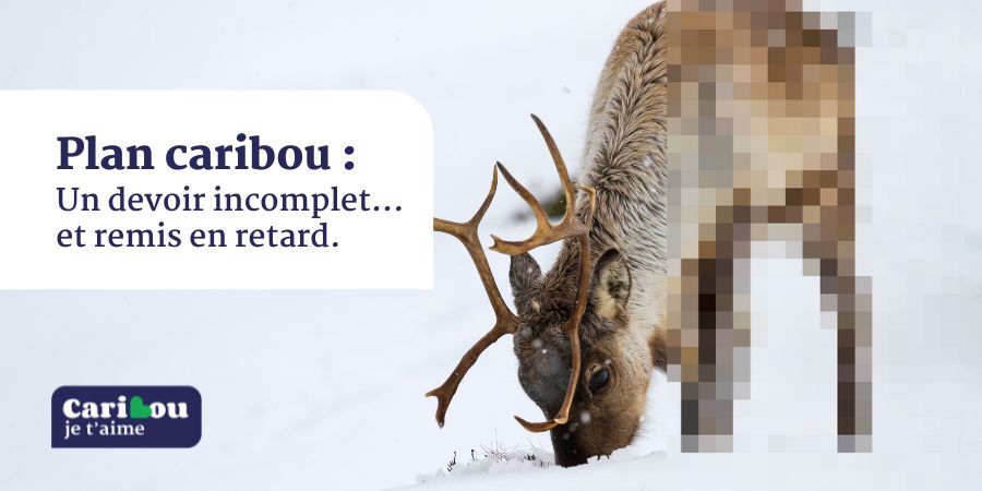 Le plan caribou est un devoir incomplet remis en retard, dit Nature Québec
