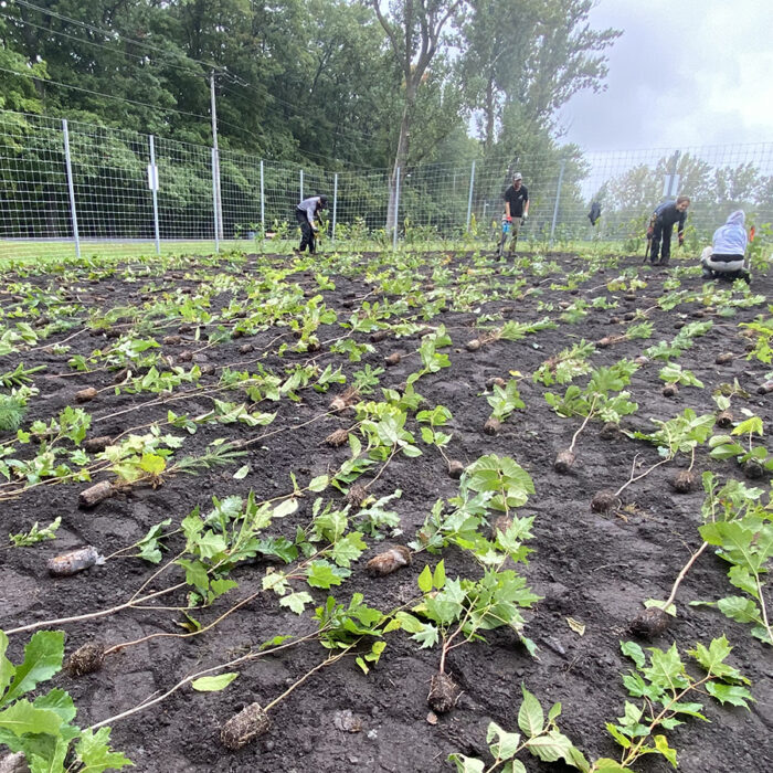 La microforêt, de gros avantages