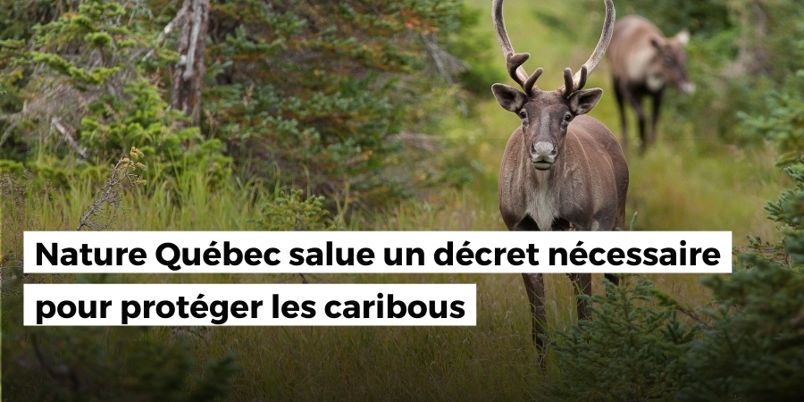 Nature Québec salue un décret nécessaire pour protéger les caribous