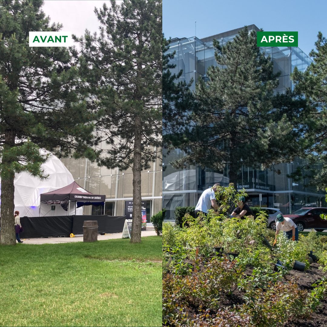 FB_carrousel_avant-apres_plantationGTQ_20251127-03