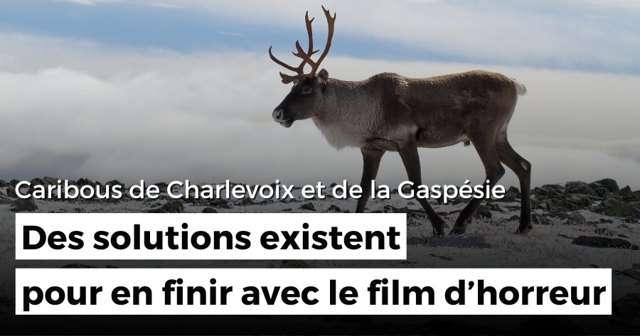 Projets pilotes pour les caribous de Charlevoix et de la Gaspésie :  Des solutions existent pour en finir avec le film d’horreur vécu par les caribous et les communautés forestières