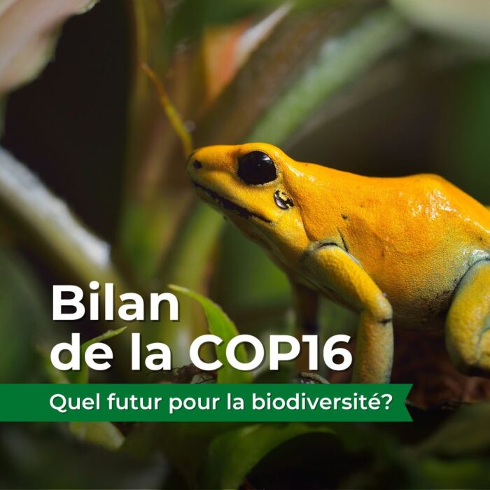 Bilan de la COP16 - Quel futur pour la biodiversité?