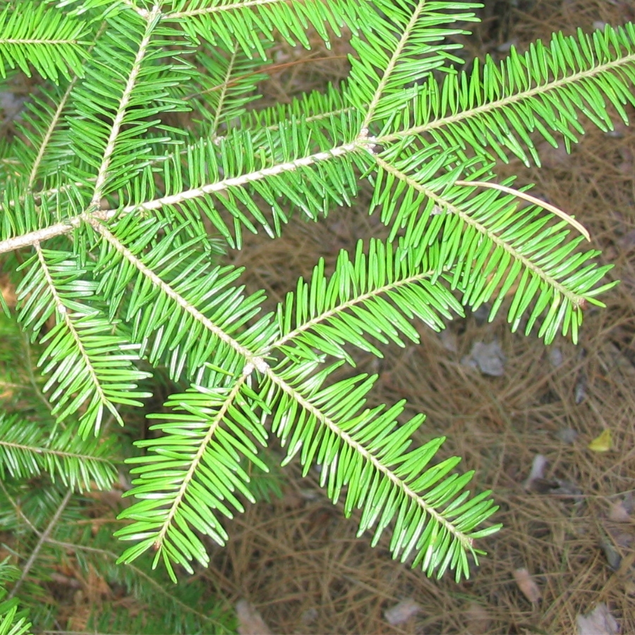 Feuilles de Sapin baumier