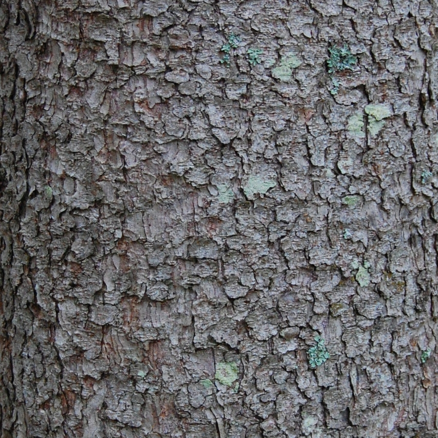 Écorce d'épinette blanche