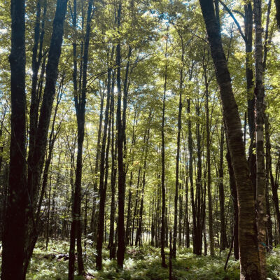 Photographie : Forêt Hereford