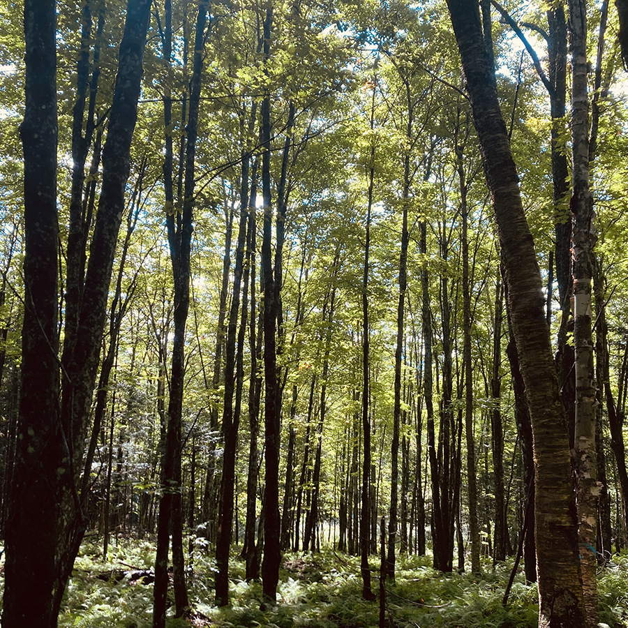 Photographie : Forêt Hereford