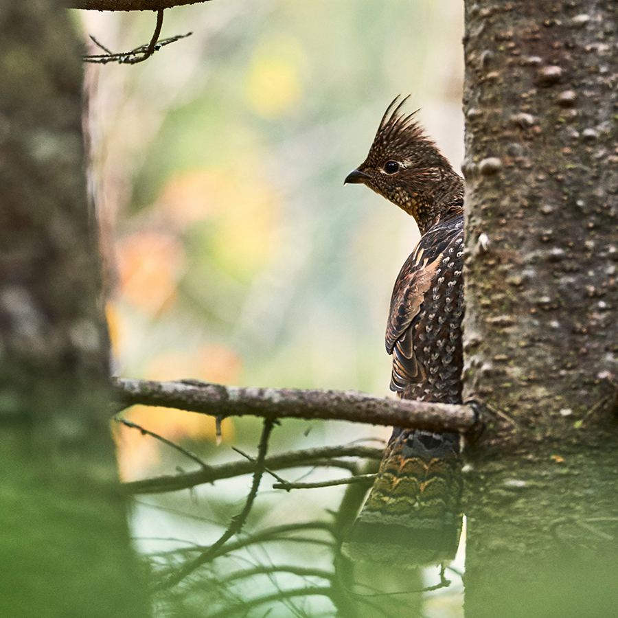Photographie : Ludovic Migneault