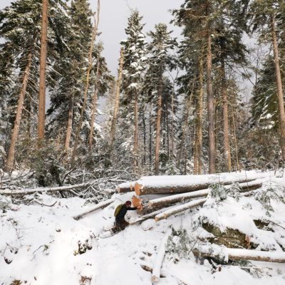 Déplacement en Mauricie pour constater la construction d'un chemin forestier dans une forêt ancienne.