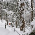 Deux personnes font de la raquette dans un sous-bois au Québec, en hiver.