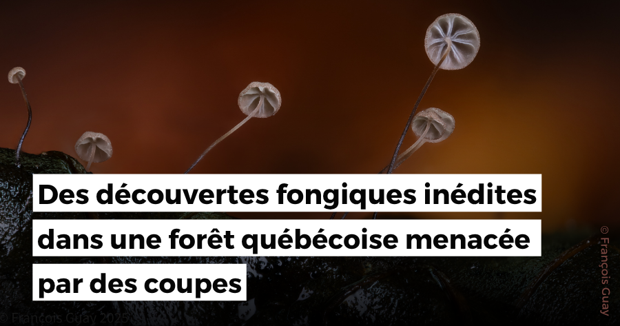 Des découvertes fongiques inédites dans une forêt québécoise menacée par des coupes